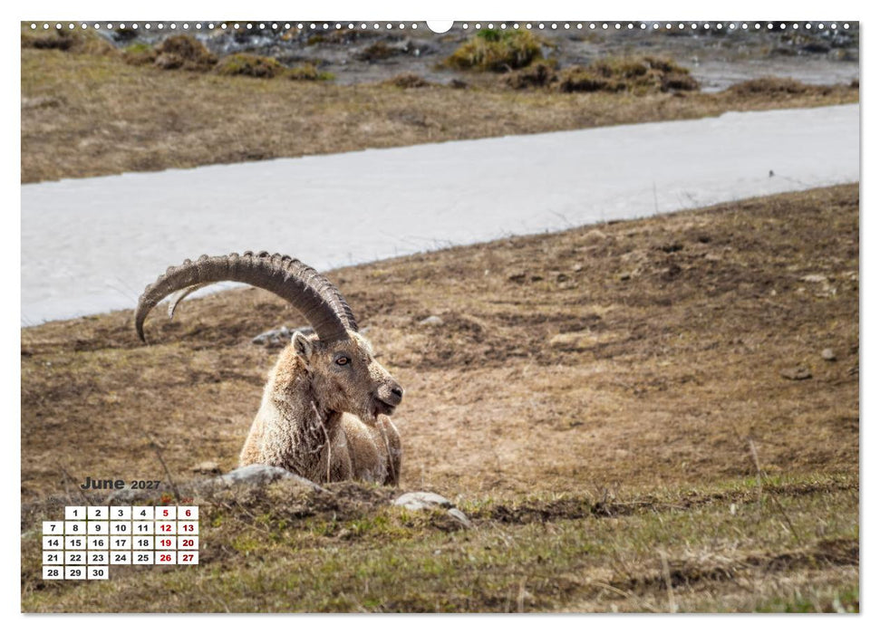 The French Alps, on the trail of the marmot (CALVENDO Premium-Calendar 2027)