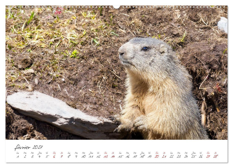 Les Hautes-Alpes sur les chemins des marmottes (CALVENDO Calendrier supérieur 2027)