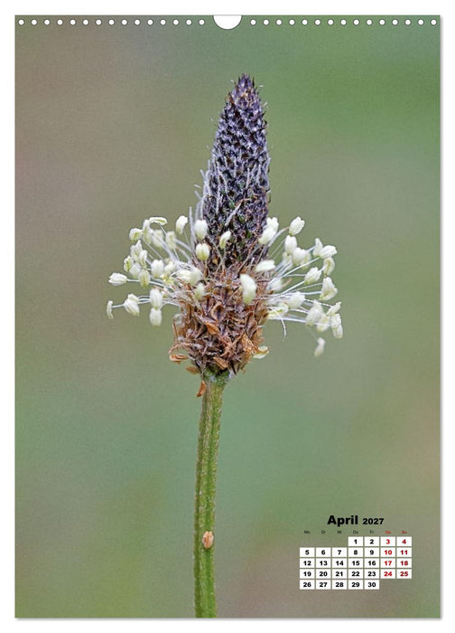 Spaß mit bunten Blümchen (CALVENDO Wandkalender 2027)
