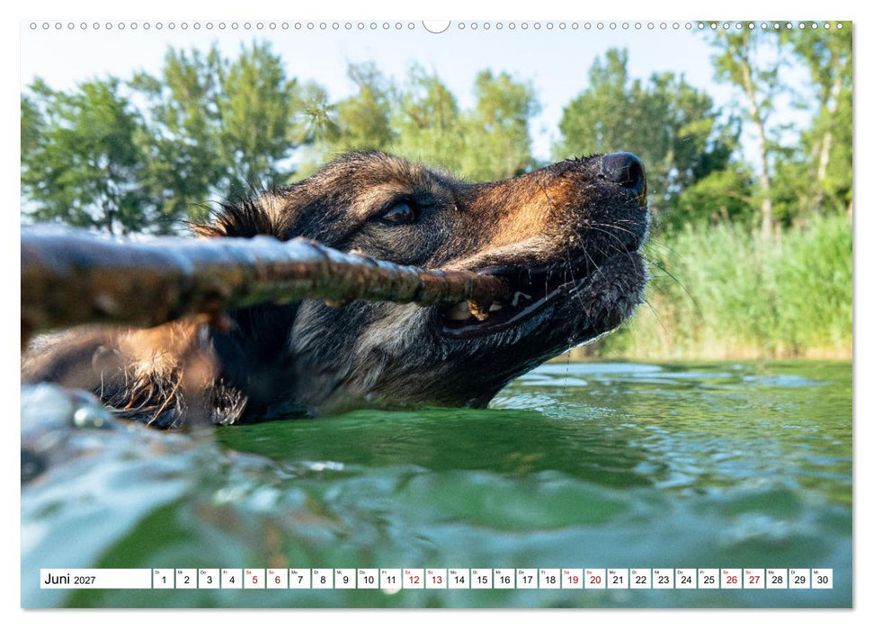 Ein Hundejahr in Bildern (CALVENDO Premium Wandkalender 2027)