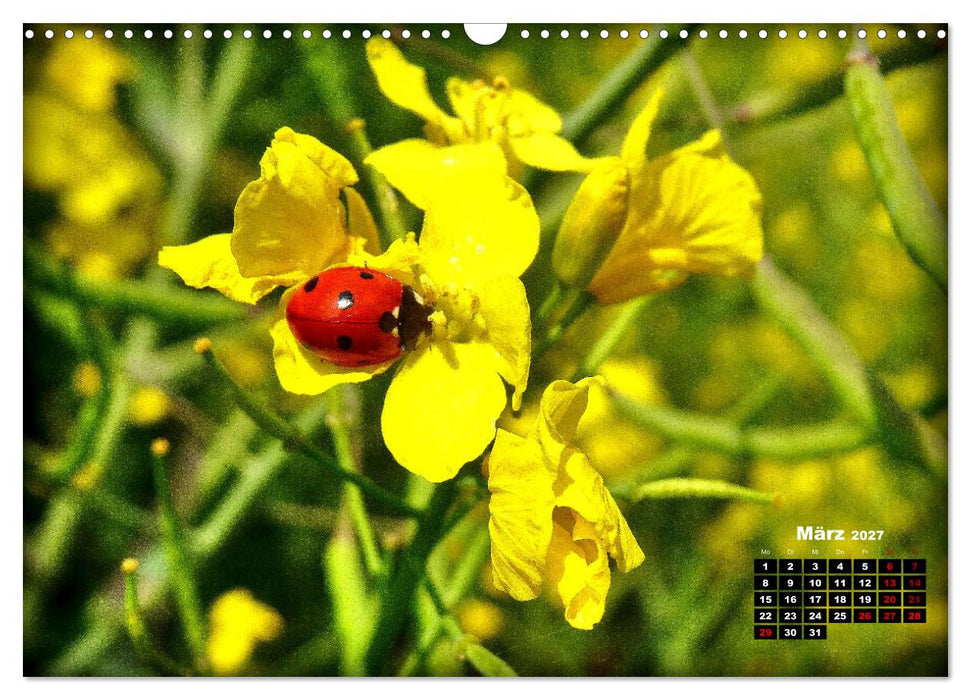 Viel Glück! (CALVENDO Wandkalender 2027)