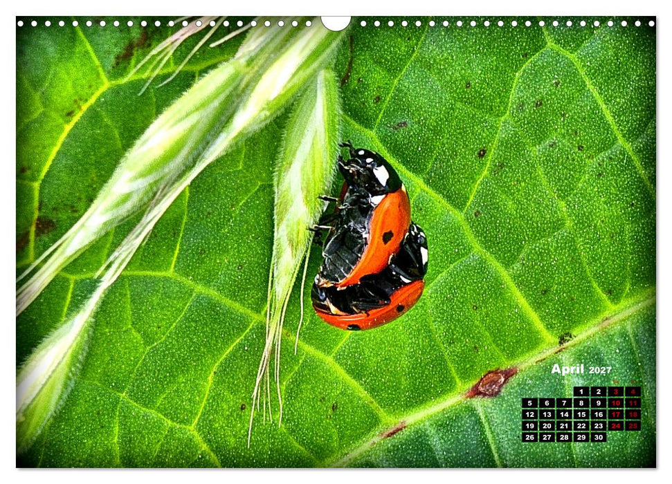 Viel Glück! (CALVENDO Wandkalender 2027)