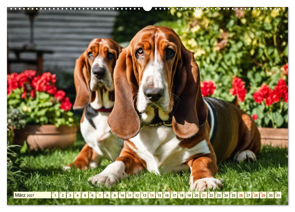 Basset Hound - unverkennbar (CALVENDO Premium Wandkalender 2027)