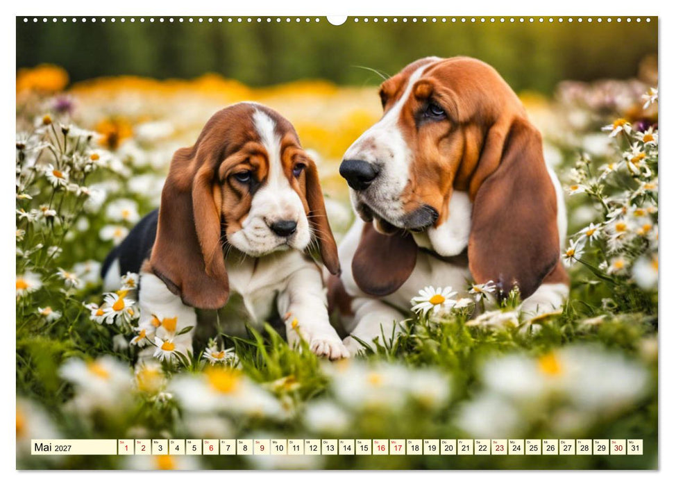Basset Hound - unverkennbar (CALVENDO Premium Wandkalender 2027)