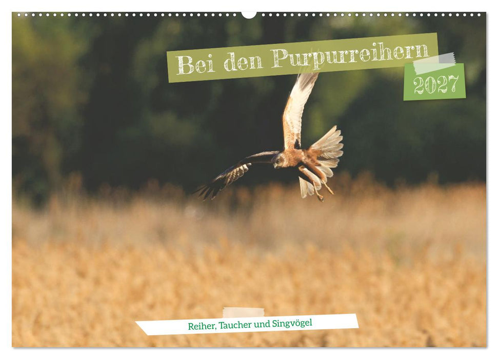Bei den Purpurreihern (CALVENDO Wandkalender 2027)