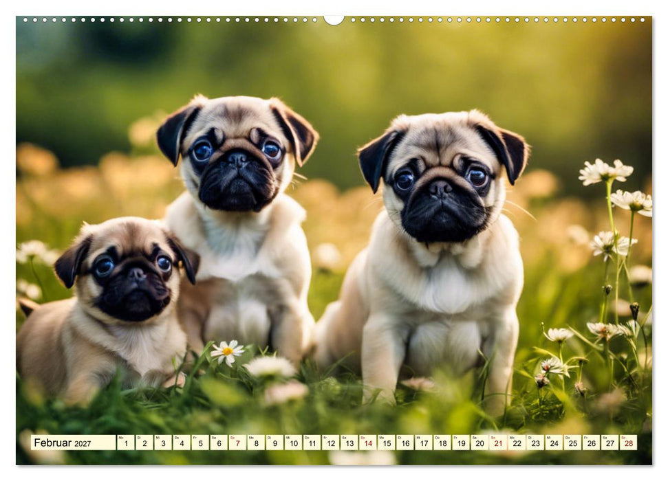 Möpse - quirlige Charmebolzen (CALVENDO Premium Wandkalender 2027)