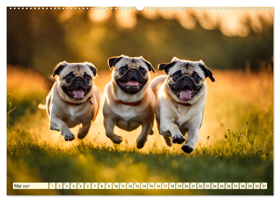 Möpse - quirlige Charmebolzen (CALVENDO Premium Wandkalender 2027)