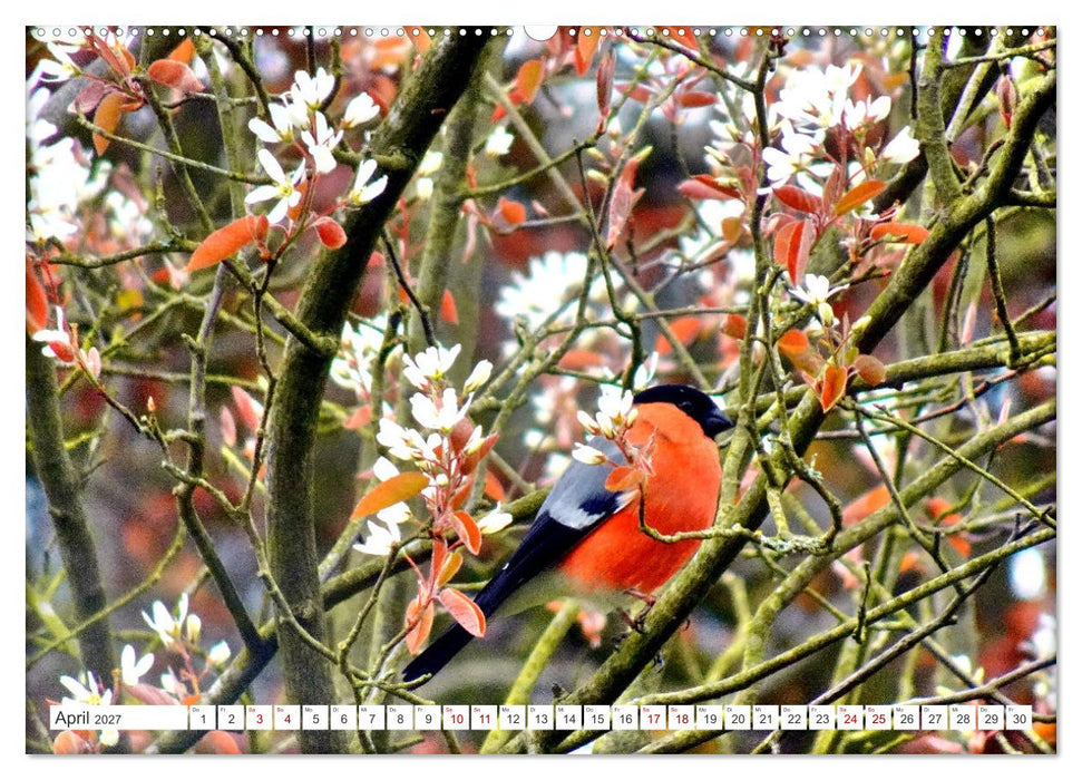 Herr und Frau Gimpel - Stammgäste im Garten (CALVENDO Wandkalender 2027)