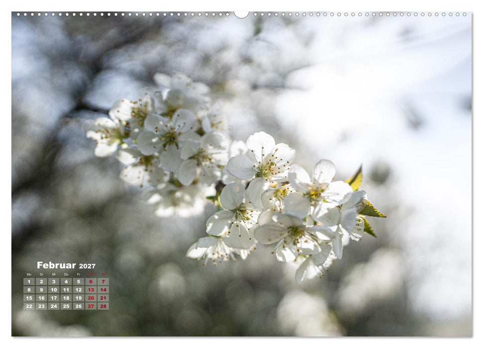 Frühlingsträume in Weiß (CALVENDO Wandkalender 2027)