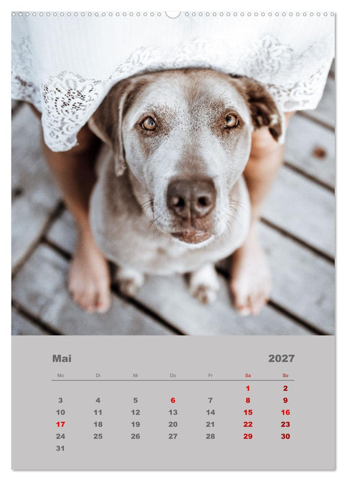 Du und ich - Dreamteamfotografie - Mensch und Hund (CALVENDO Premium Wandkalender 2027)