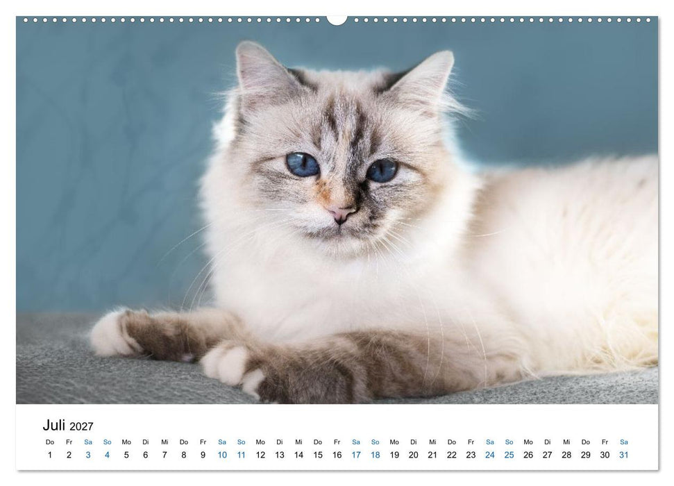 Heilige Birma Katzen - flauschig, anhänglich und wunderschön (CALVENDO Premium Wandkalender 2027)