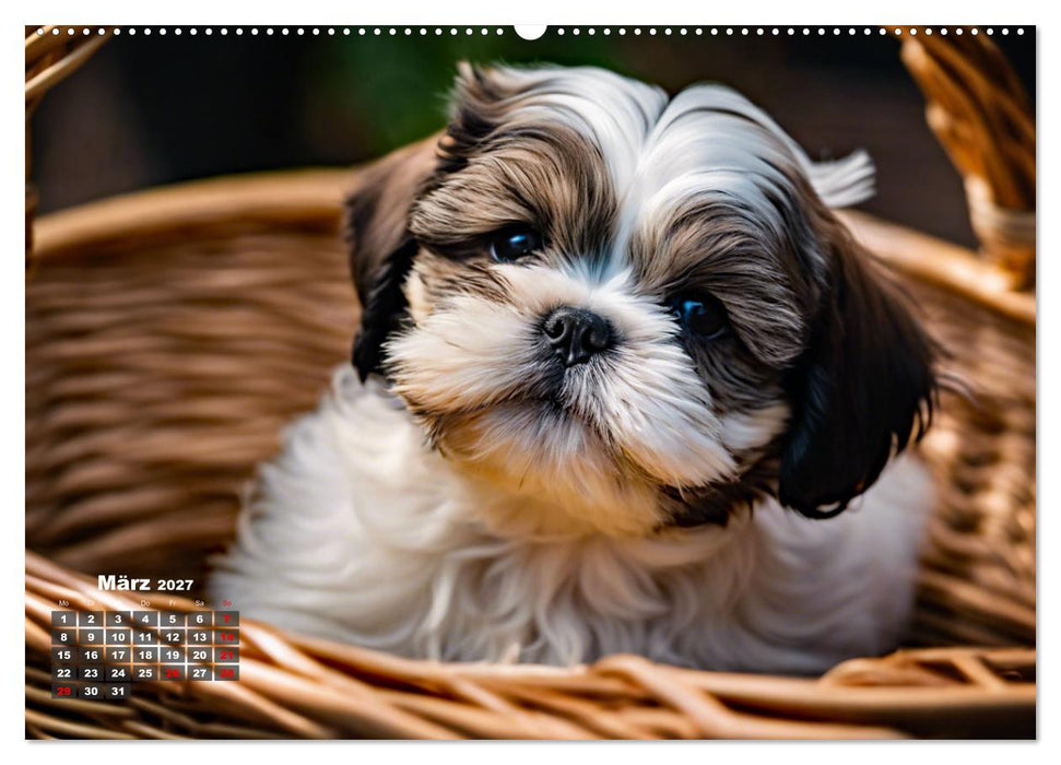 Shih Tzu - der wuschelige Hund aus Tibet (CALVENDO Wandkalender 2027)