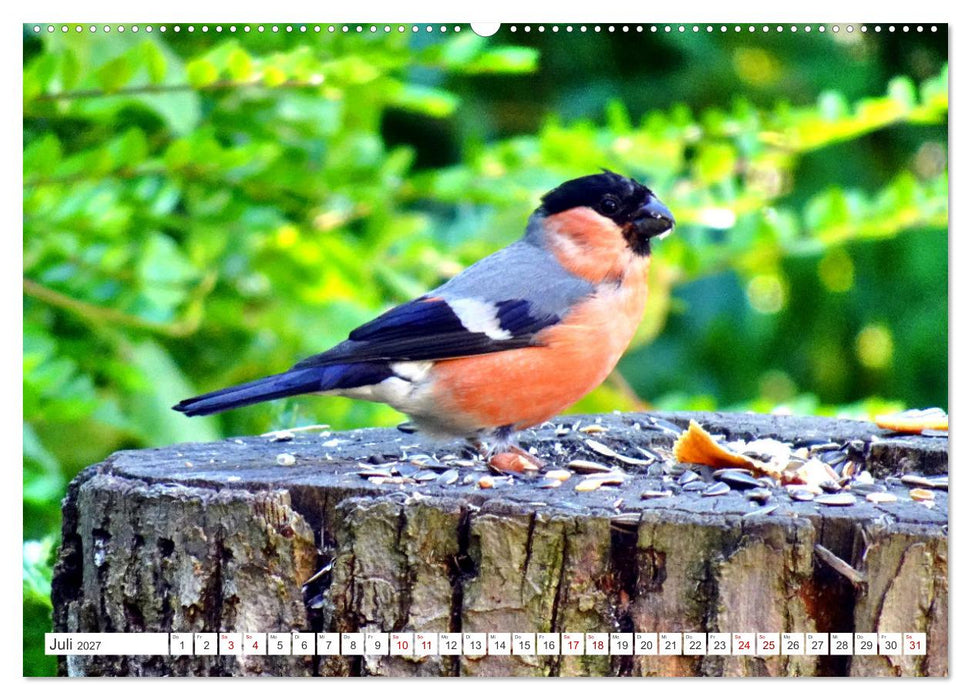 Herr und Frau Gimpel - Stammgäste im Garten (CALVENDO Premium Wandkalender 2027)