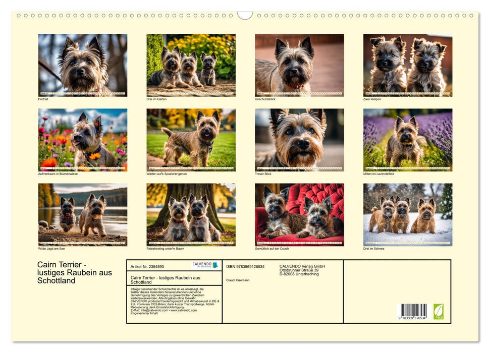 Cairn Terrier - lustiges Raubein aus Schottland (CALVENDO Wandkalender 2027)