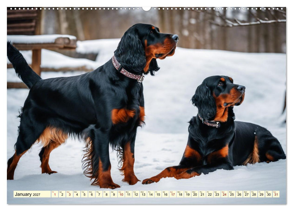 Gordon Setter - elegant powerhouse (CALVENDO Monthly Calendar 2027)