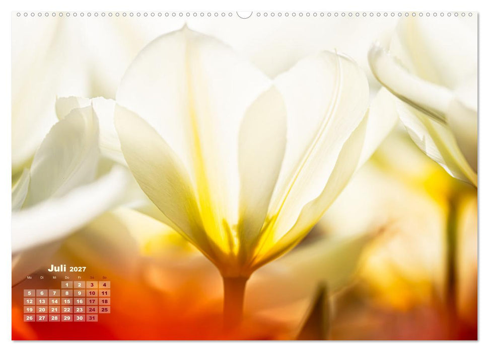 Frühlingsträume in Weiß (CALVENDO Premium Wandkalender 2027)