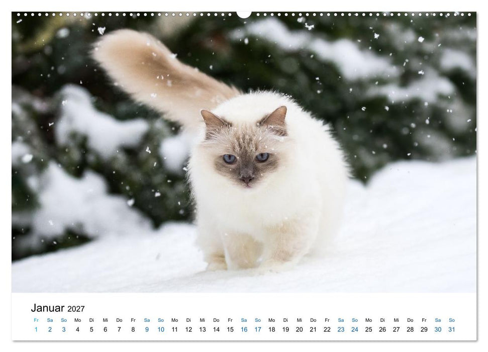 Heilige Birma Katzen - flauschig, anhänglich und wunderschön (CALVENDO Wandkalender 2027)