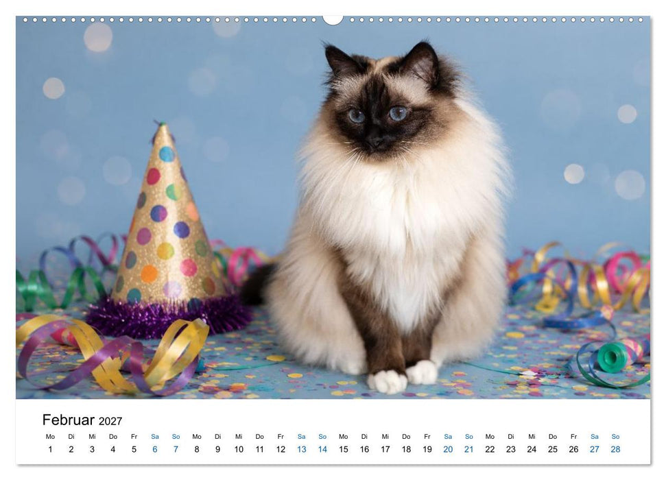Heilige Birma Katzen - flauschig, anhänglich und wunderschön (CALVENDO Wandkalender 2027)