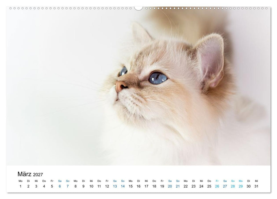 Heilige Birma Katzen - flauschig, anhänglich und wunderschön (CALVENDO Wandkalender 2027)