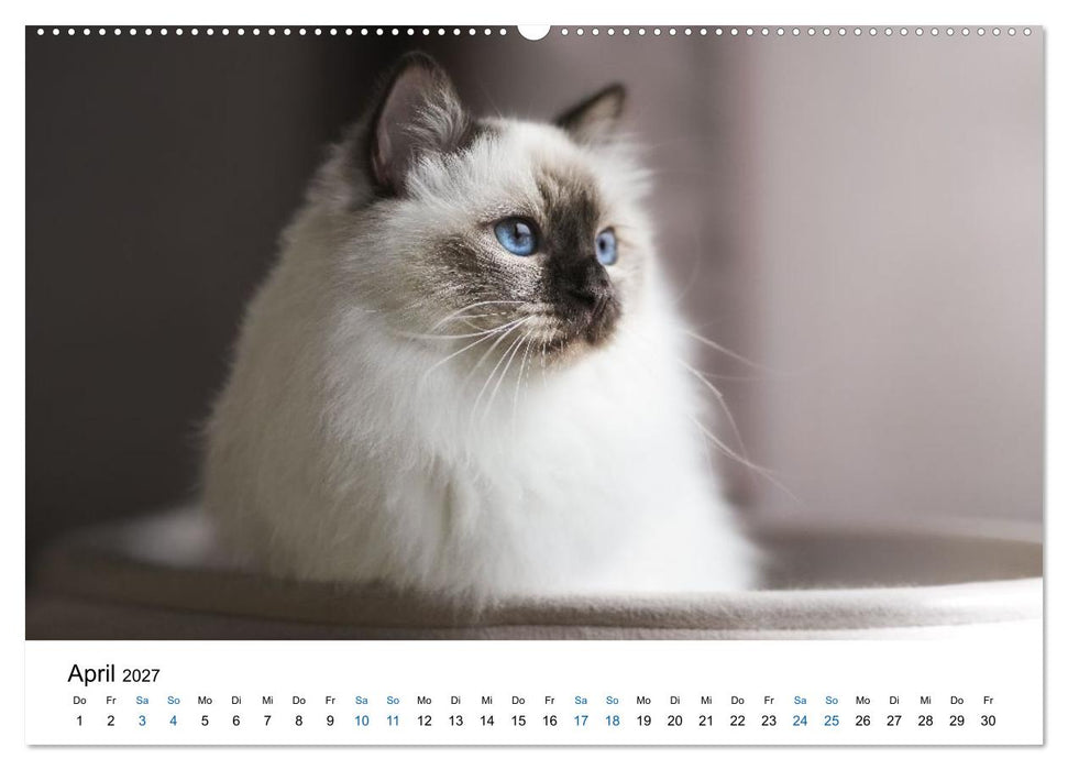 Heilige Birma Katzen - flauschig, anhänglich und wunderschön (CALVENDO Wandkalender 2027)