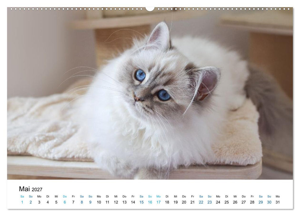 Heilige Birma Katzen - flauschig, anhänglich und wunderschön (CALVENDO Wandkalender 2027)