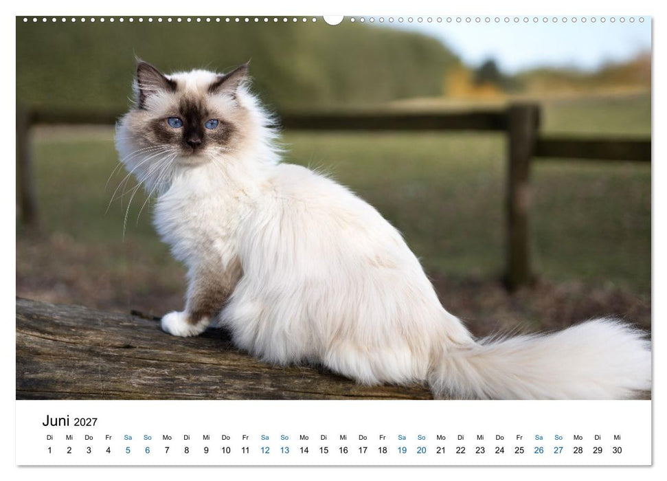 Heilige Birma Katzen - flauschig, anhänglich und wunderschön (CALVENDO Wandkalender 2027)