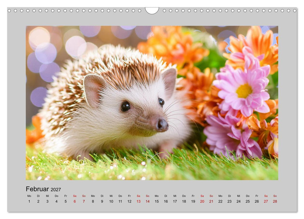 Mein Igel-Kalender (CALVENDO Wandkalender 2027)