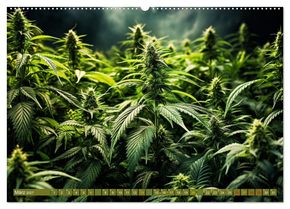 Faszination Cannabis (CALVENDO Premium Wandkalender 2027)
