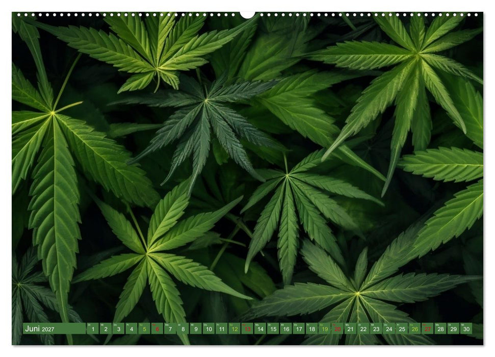 Faszination Cannabis (CALVENDO Premium Wandkalender 2027)
