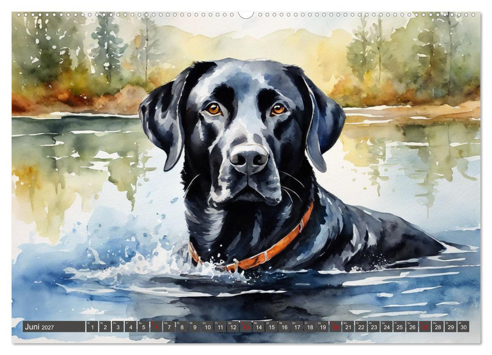 Voller Kraft und Energie - Labrador-Retriever (CALVENDO Wandkalender 2027)