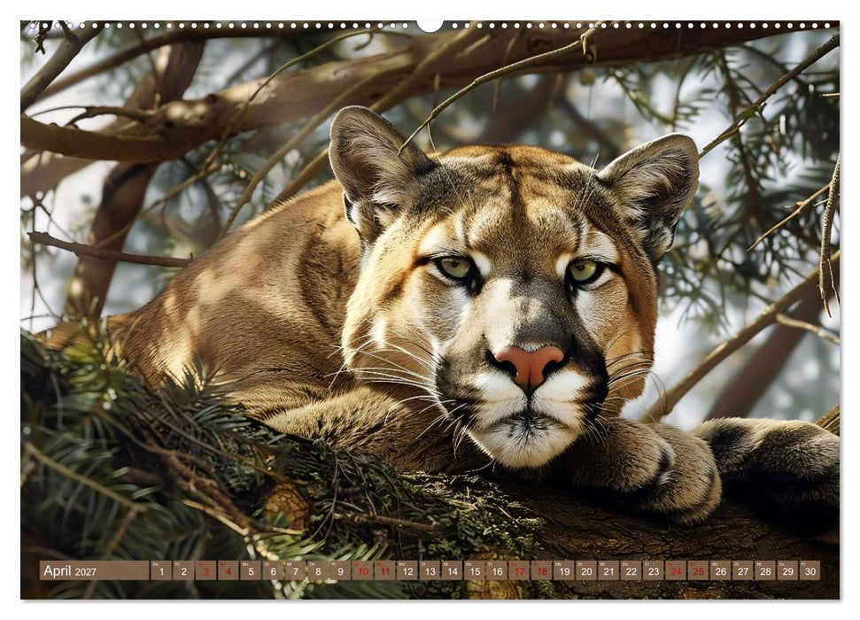 Wenn die wilden Katzen leise durch ihr Revier streifen (CALVENDO Premium Wandkalender 2027)
