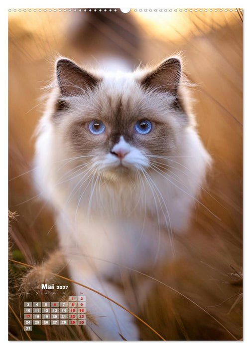 Pfotenabenteuer - Ragdolls in der Natur (CALVENDO Premium Wandkalender 2027)