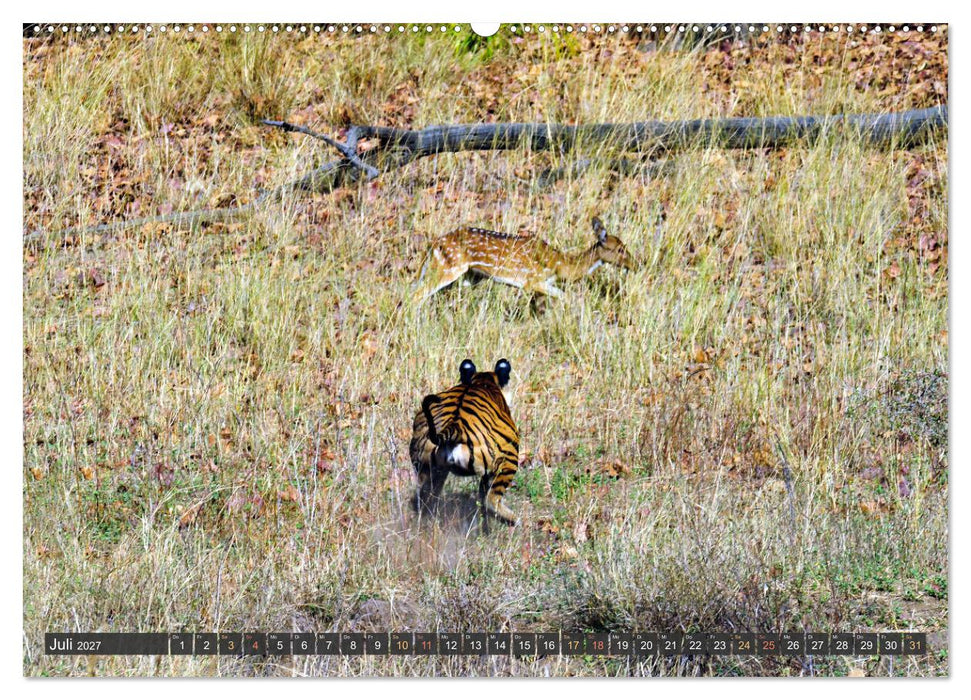 Tiere Indiens close up (CALVENDO Premium Wandkalender 2027)