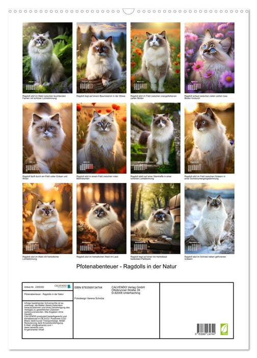 Pfotenabenteuer - Ragdolls in der Natur (CALVENDO Wandkalender 2027)