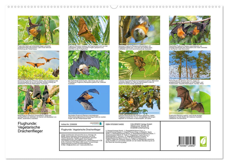 Flughunde: Vegetarische Drachenflieger (CALVENDO Premium Wandkalender 2027)