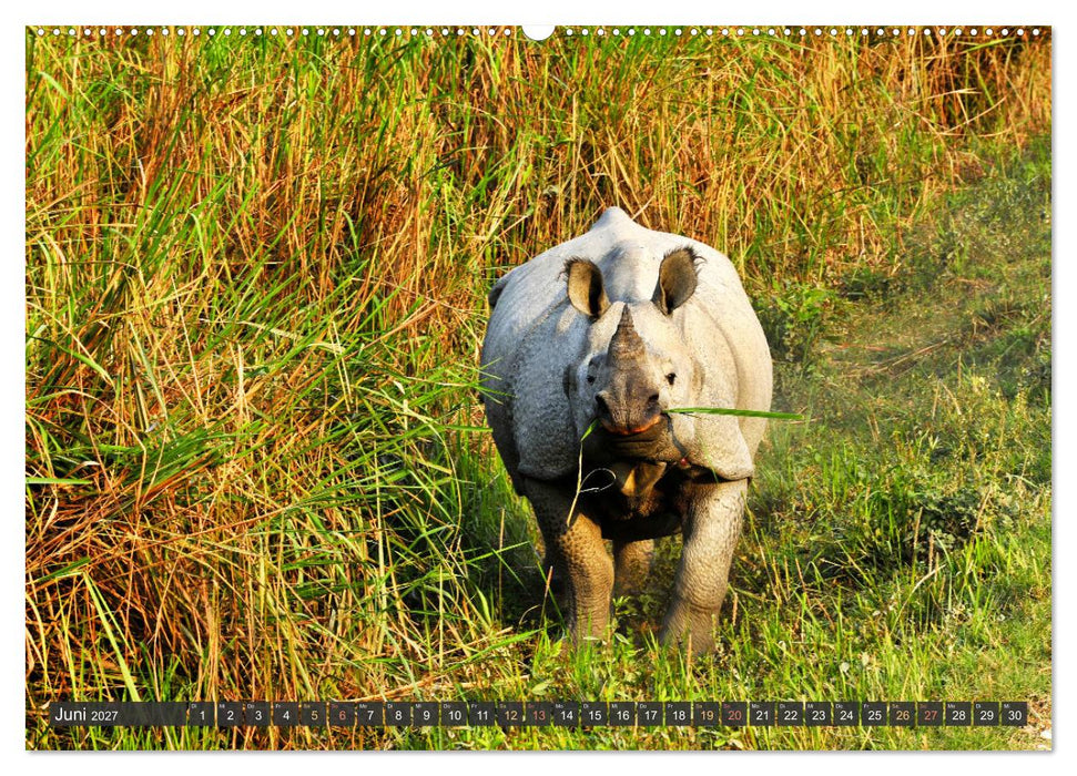 Tiere Indiens close up (CALVENDO Wandkalender 2027)