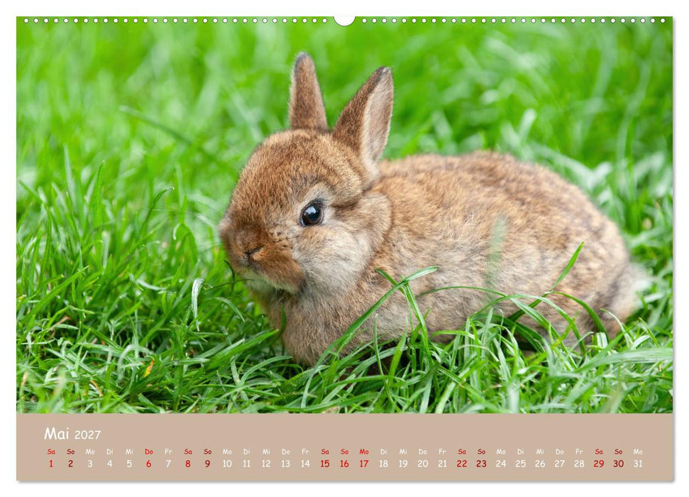 Flauschige Fellknäuel (CALVENDO Wandkalender 2027)