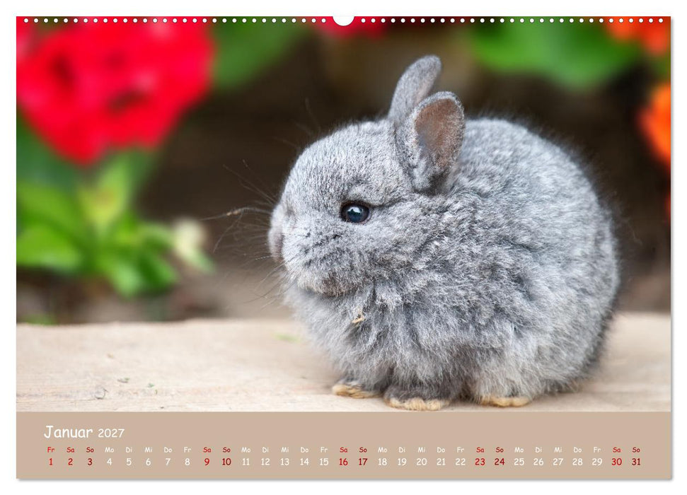 Flauschige Fellknäuel (CALVENDO Premium Wandkalender 2027)
