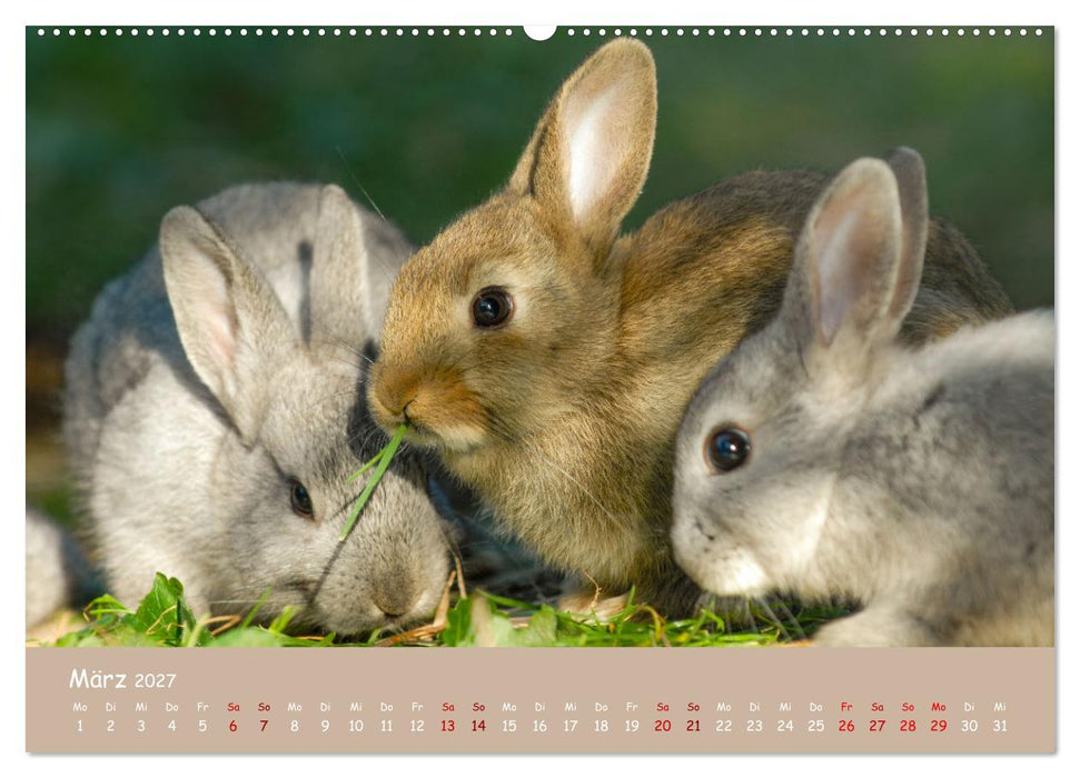 Flauschige Fellknäuel (CALVENDO Premium Wandkalender 2027)