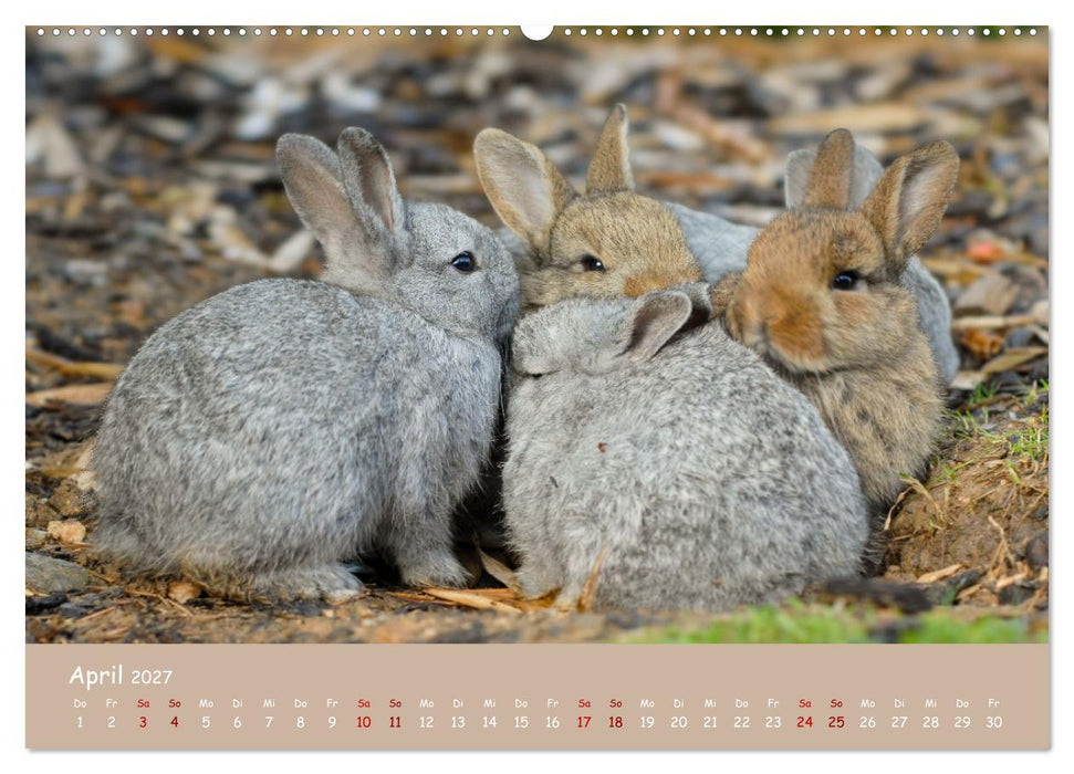 Flauschige Fellknäuel (CALVENDO Premium Wandkalender 2027)