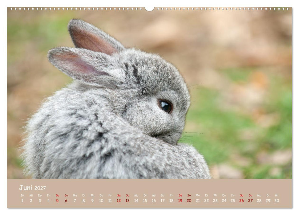 Flauschige Fellknäuel (CALVENDO Premium Wandkalender 2027)