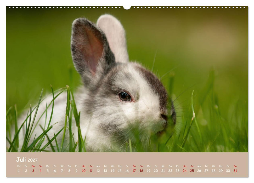 Flauschige Fellknäuel (CALVENDO Premium Wandkalender 2027)