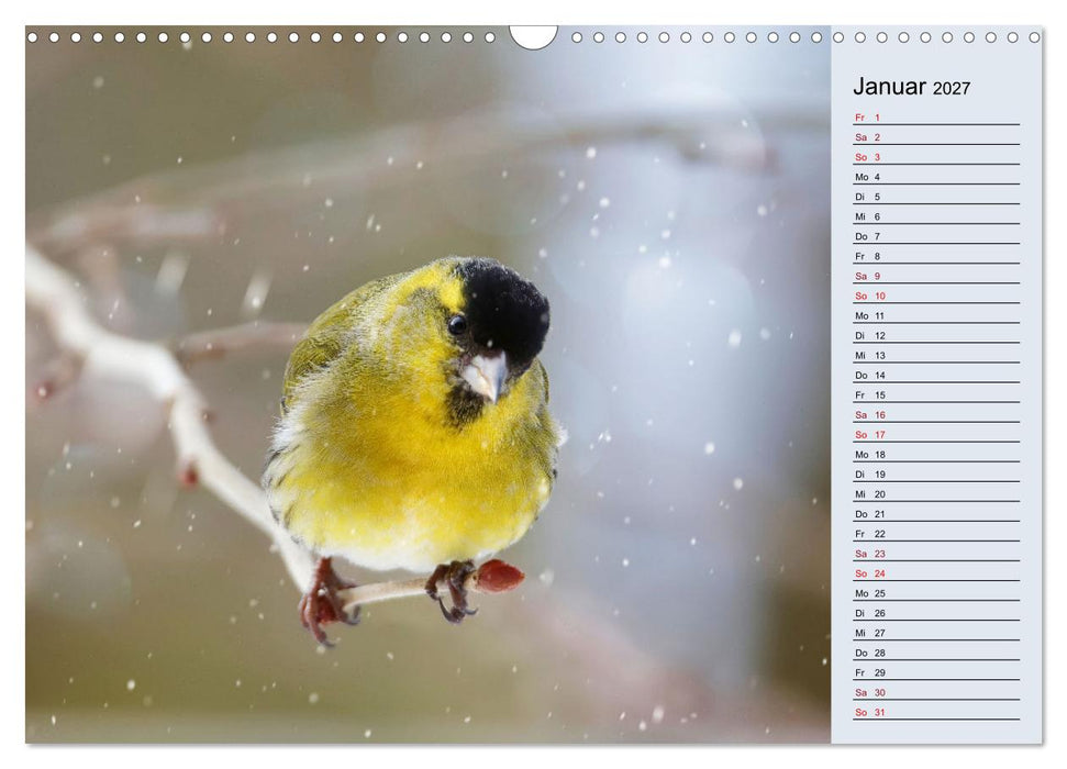 Erlenzeisige (CALVENDO Wandkalender 2027)