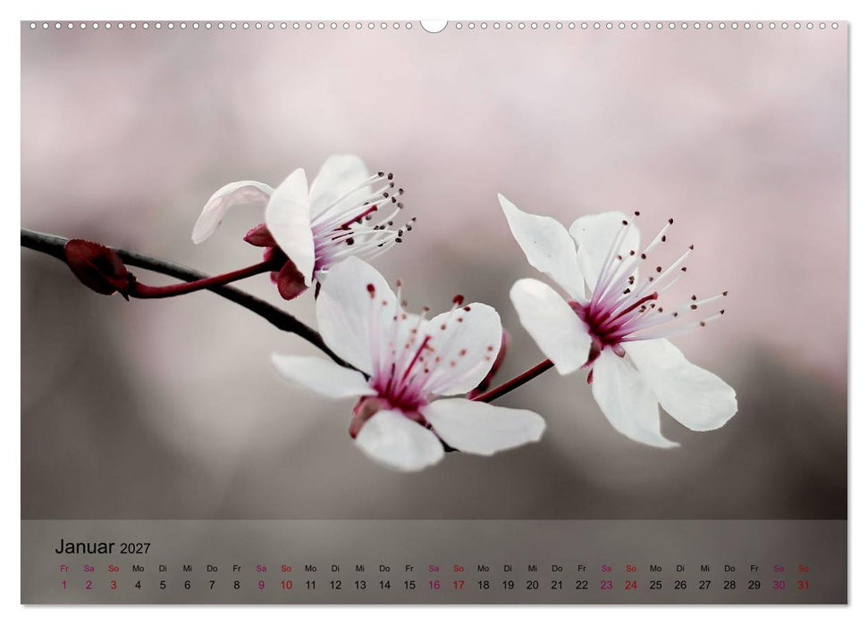 Blütenrausch - Mit Frühlingsgefühlen durchs ganze Jahr (CALVENDO Wandkalender 2027)