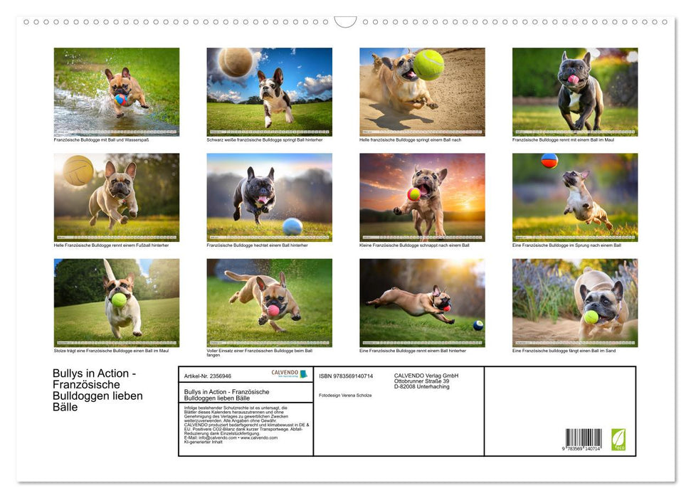 Bullys in Action - Französische Bulldoggen lieben Bälle (CALVENDO Wandkalender 2027)