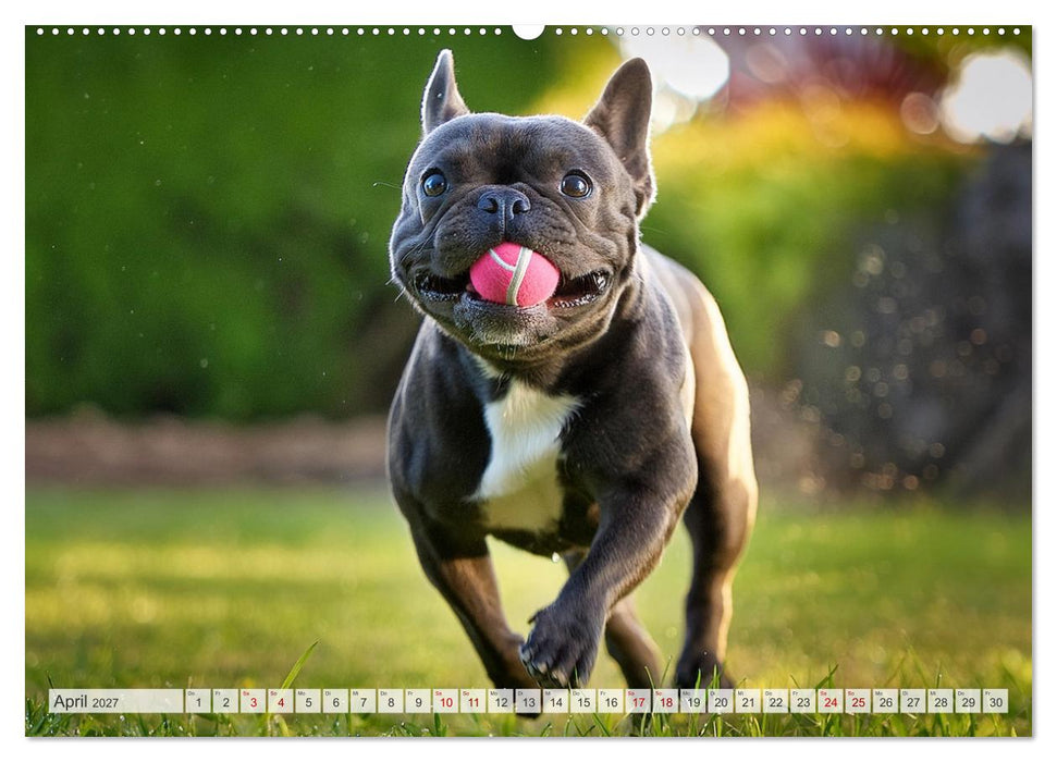 Bullys in Action - Französische Bulldoggen lieben Bälle (CALVENDO Wandkalender 2027)
