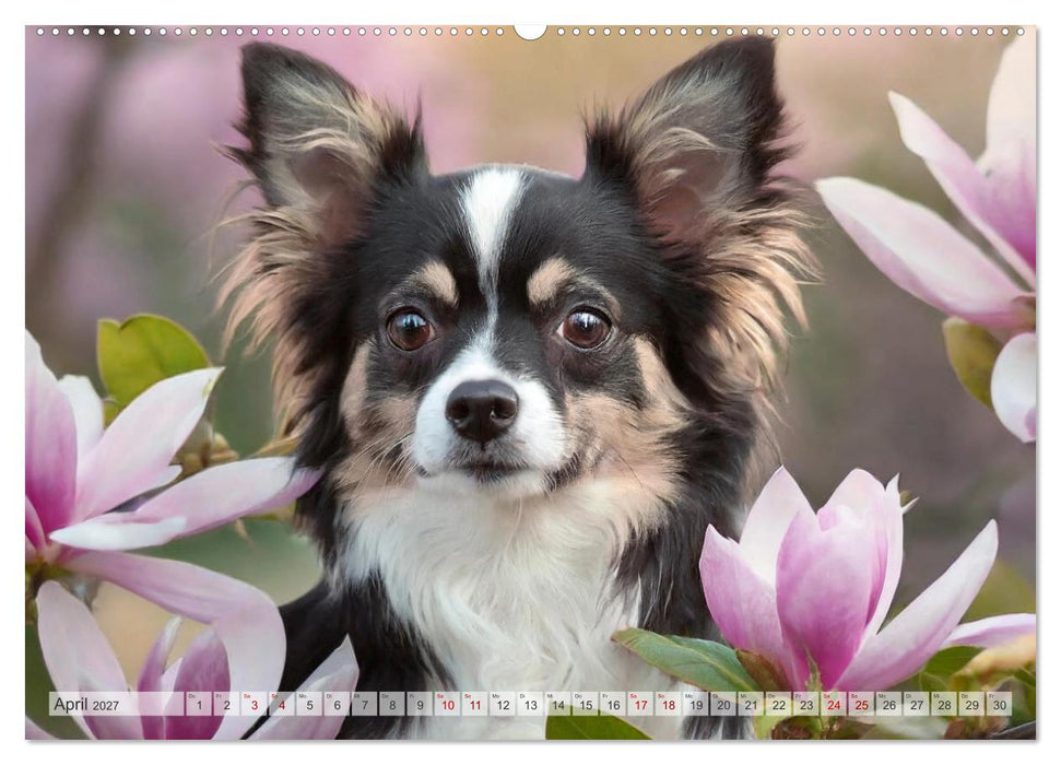 Chihuahuas - Kleine Hunde - große Temperamentbündel (CALVENDO Wandkalender 2027)