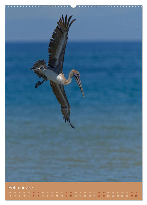 Vögel Costa Ricas (CALVENDO Wandkalender 2027)