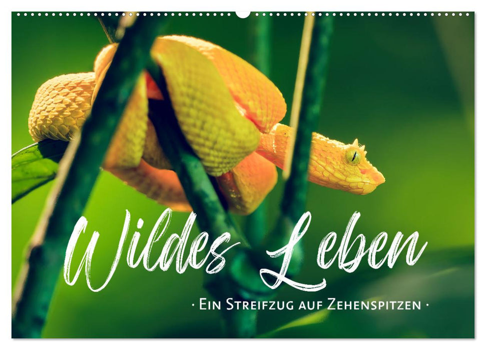 Wildes Leben - Ein Streifzug auf Zehenspitzen (CALVENDO Wandkalender 2027)