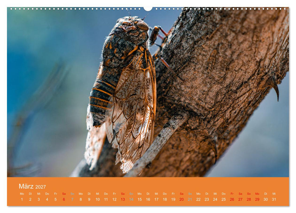 Wildes Leben - Ein Streifzug auf Zehenspitzen (CALVENDO Wandkalender 2027)